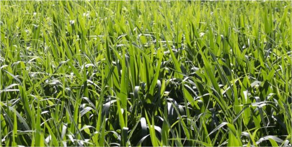 Brachiaria Híbrida cv. BRS Ipyporã_